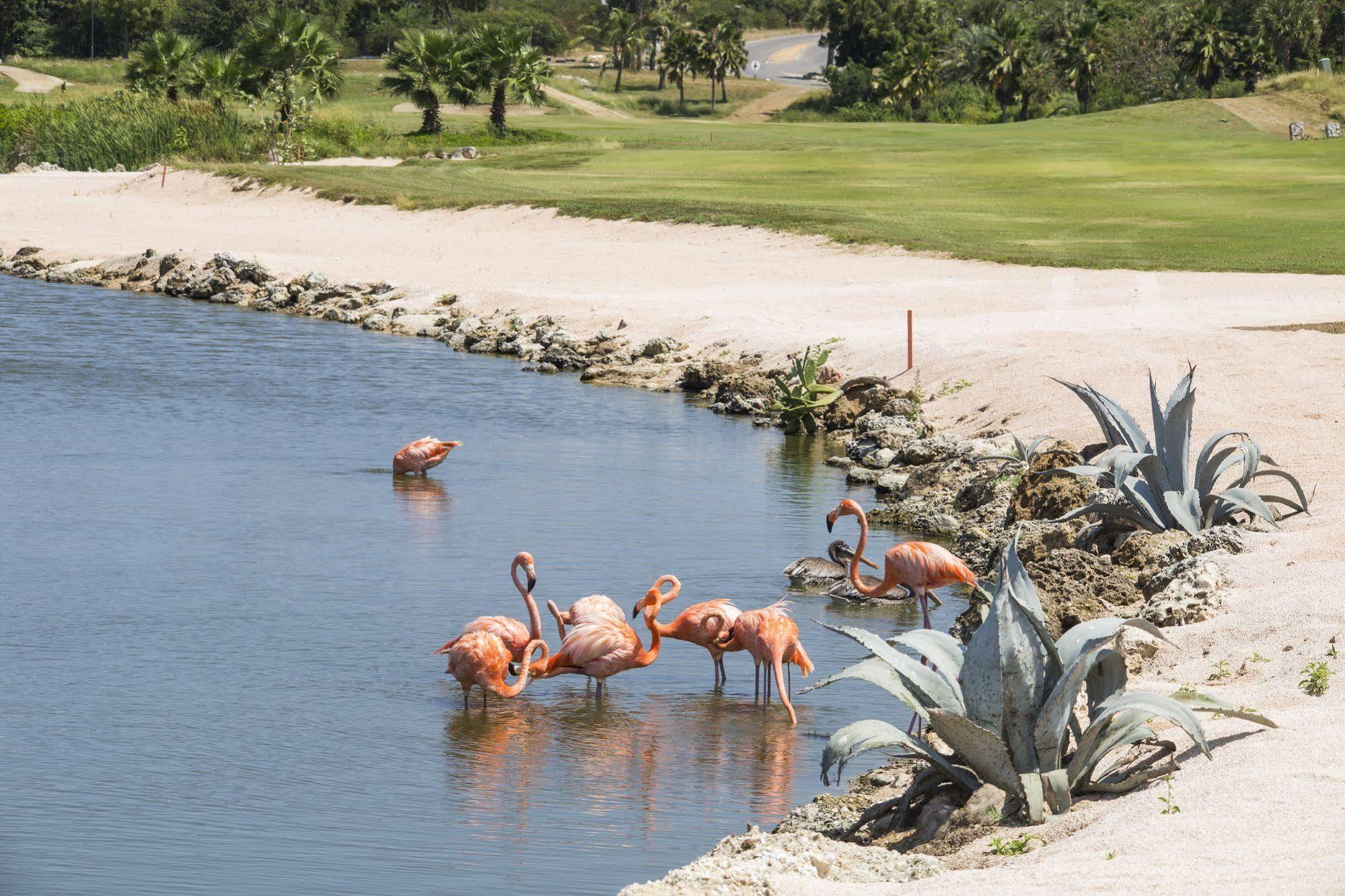 Blue Bay Lodges Curacao ภายนอก รูปภาพ